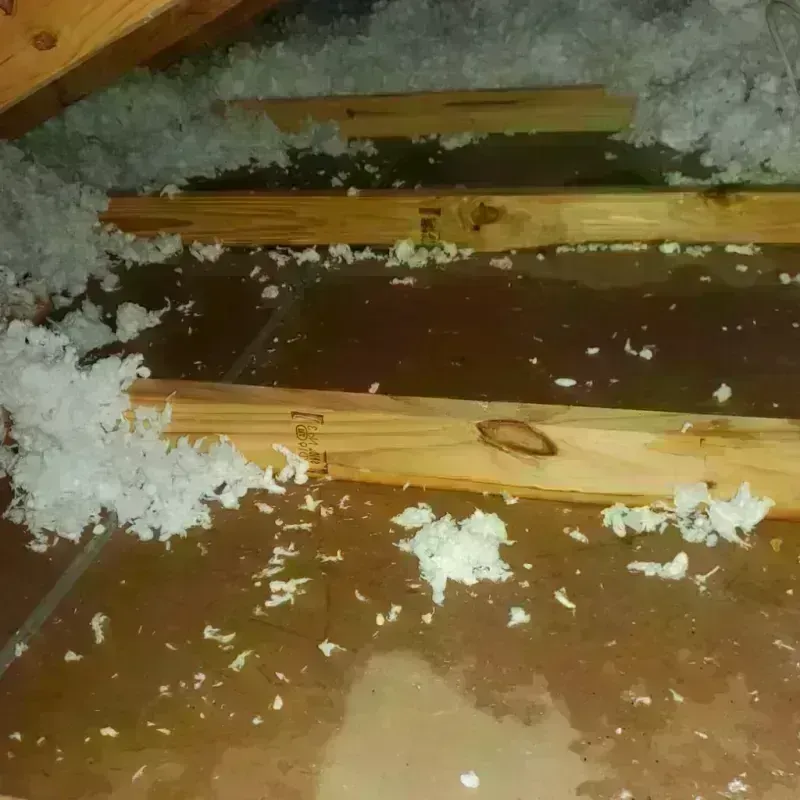 Attic Water Damage in Pine Island, MN